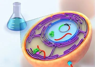 Illustration showing how yeast is used to study histone modifications Illustration showing how yeast is used to study histone modifications